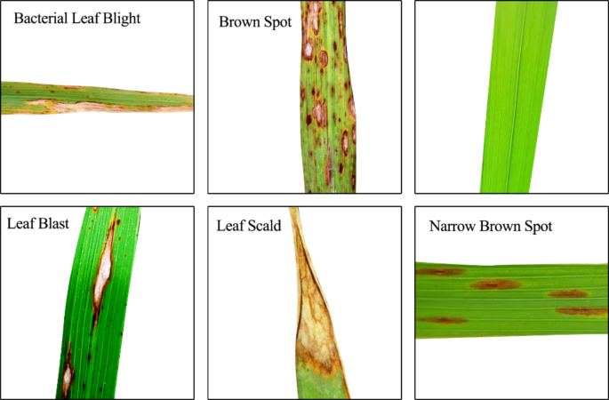 Deep Learning-Based Rice Leaf Disease Classification: A Comparative Study of VGG16 and ResNet50 with Progressive Fine-Tuning Strategies